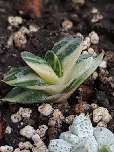 Gasteria minima variegata
