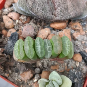 Haworthia Truncata
