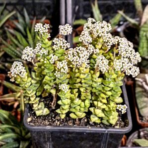 Crassula rupestris ssp.commutata