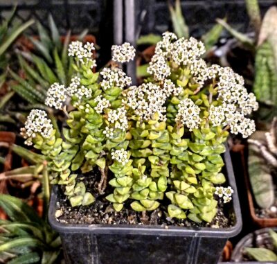 Crassula rupestris ssp.commutata