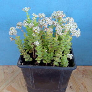 Crassula rupestris ssp.commutata