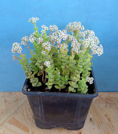 Crassula rupestris ssp.commutata