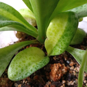 Drimiopsis kirkii f. variegata