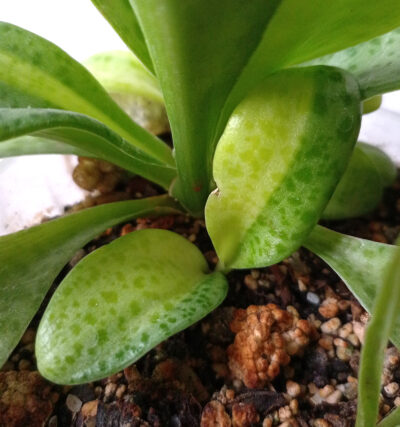 Drimiopsis kirkii f. variegata