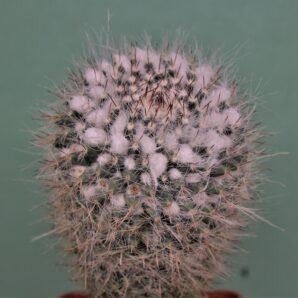 mammillaria-chinocephala