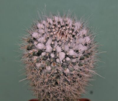 mammillaria-chinocephala