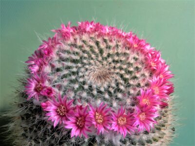 mammillaria-chinocephala - Зображення 2