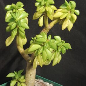 Peperomia nivalis