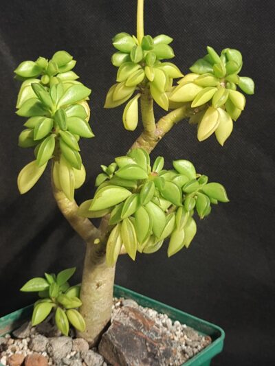 Peperomia nivalis