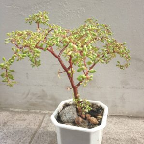 Pilea nipensis | 82