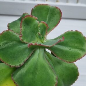 Echeveria Gibbiflora Holland