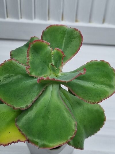 Echeveria Gibbiflora Holland