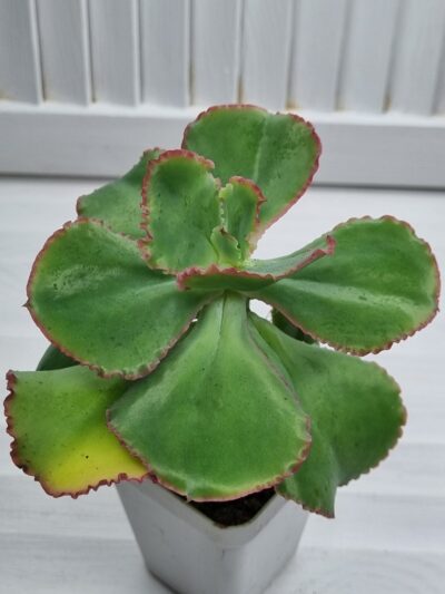 Echeveria Gibbiflora Holland - Зображення 3