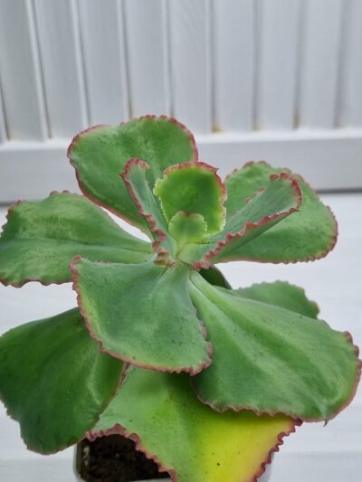 Echeveria Gibbiflora Holland - Зображення 2