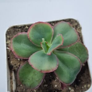 Echeveria Dick's Pink