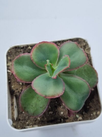Echeveria Dick's Pink