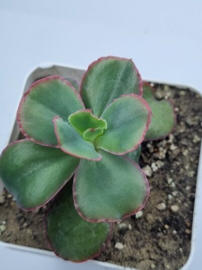 Echeveria Dick's Pink - Зображення 2