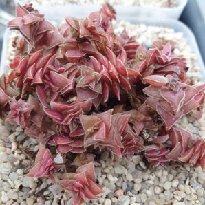 Crassula corymbulosa