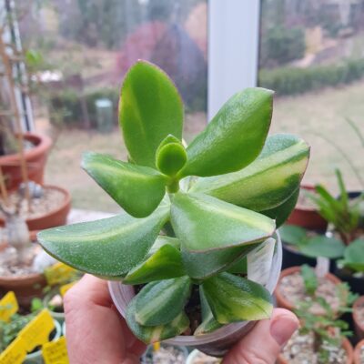 Crassula ovata Solana - Зображення 2