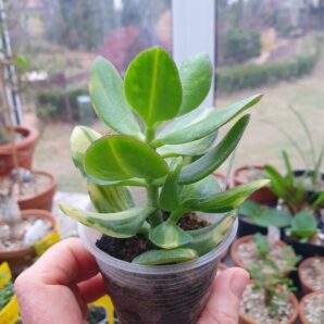 Crassula ovata Solana