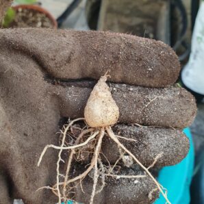 Bowiea kilimandsharica(Tanzania)