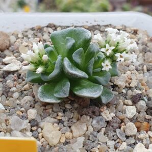 Crassula Celia