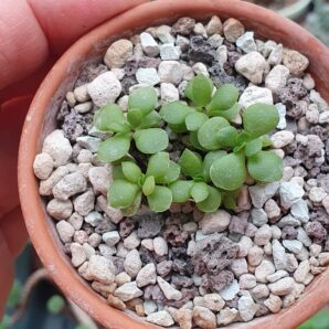 Crassula pubescens var.radicatum