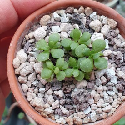 Crassula pubescens var.radicatum