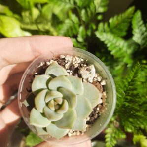 Echeveria derenbergii hybrid