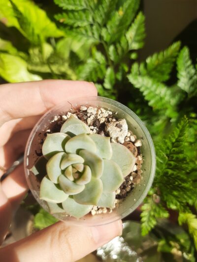 Echeveria derenbergii hybrid