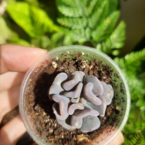 Echeveria Cubic frost