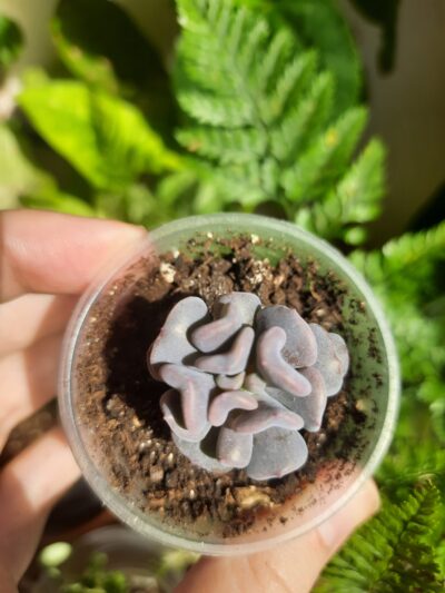 Echeveria Cubic frost