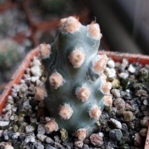 Tephrocactus molinensis