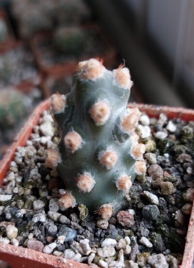 Tephrocactus molinensis
