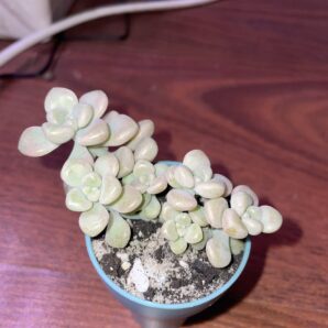 Sedum Mendozae