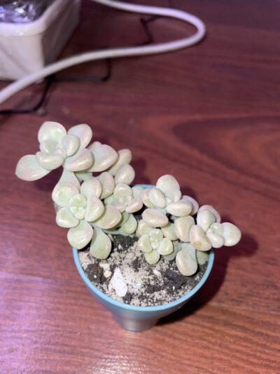Sedum Mendozae