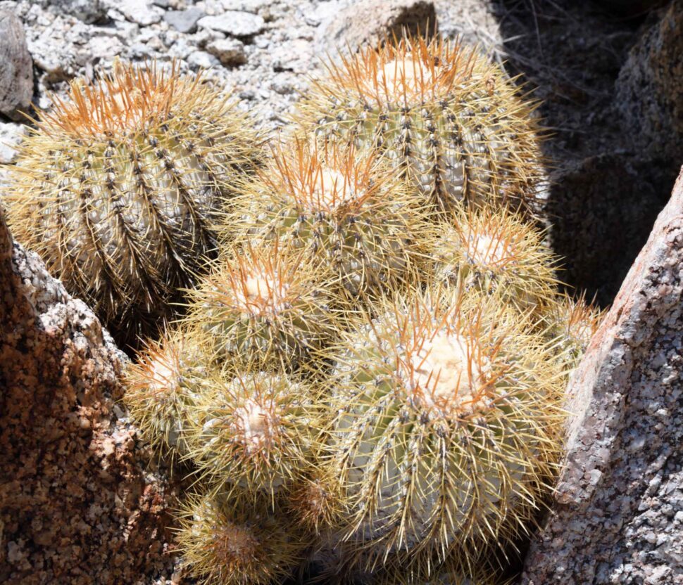 A new form of Copiapoa