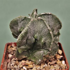 astrophytum-myriostigma-fukuryi-1