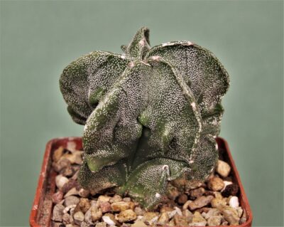 astrophytum-myriostigma-fukuryi-1