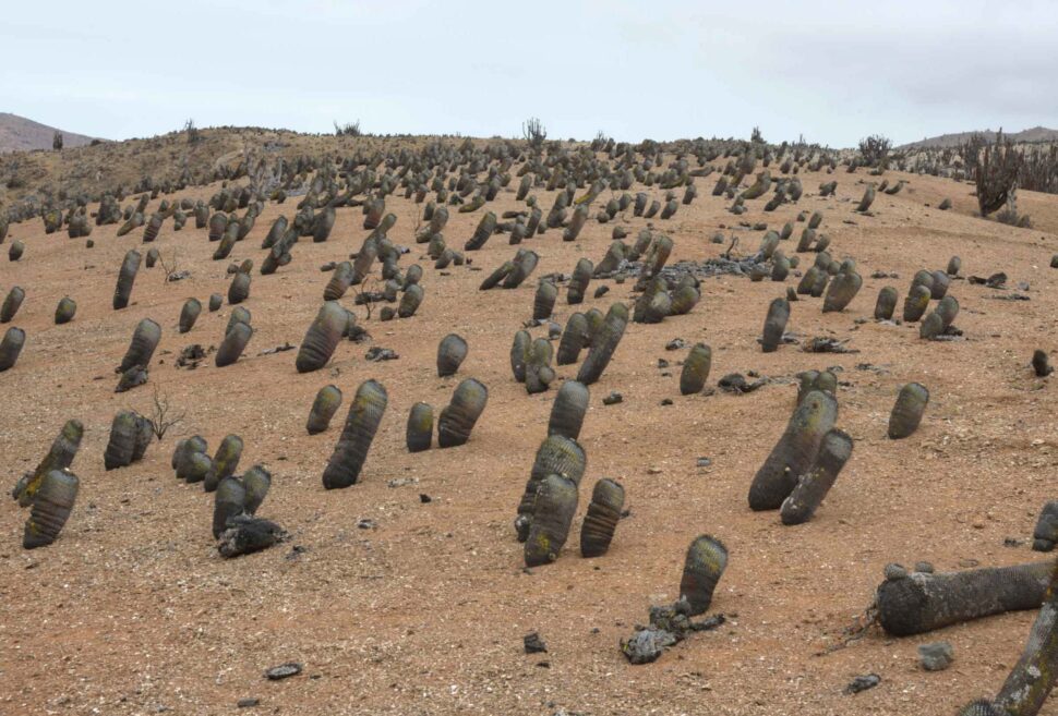 Copiapoa columna-alba в Лас-Мадерас. 
