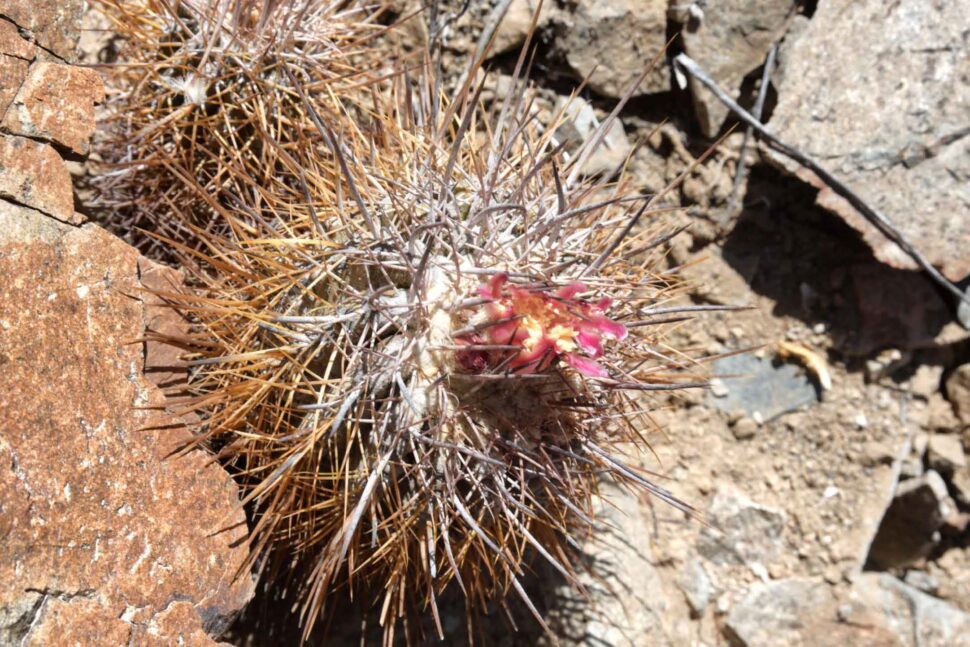 Copiapoa rupestris