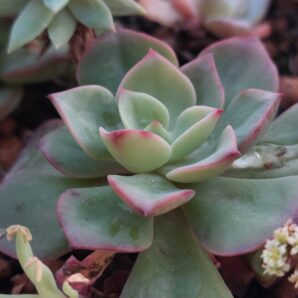 Echeveria Briar Rose