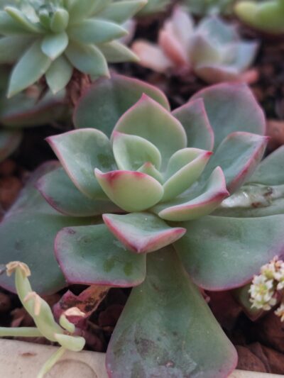Echeveria Briar Rose
