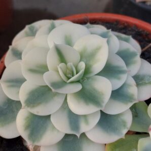 Echeveria Carousel