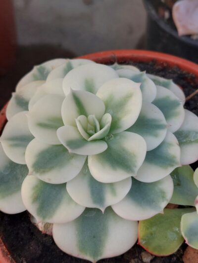Echeveria Carousel