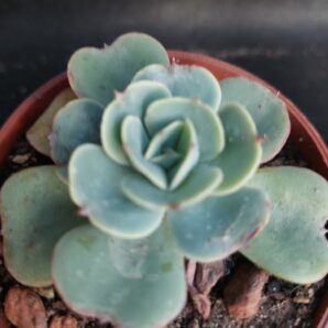 Echeveria Love’s Light