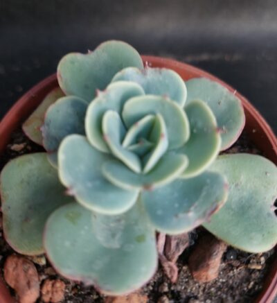 Echeveria Love’s Light