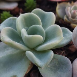 Echeveria Orpet