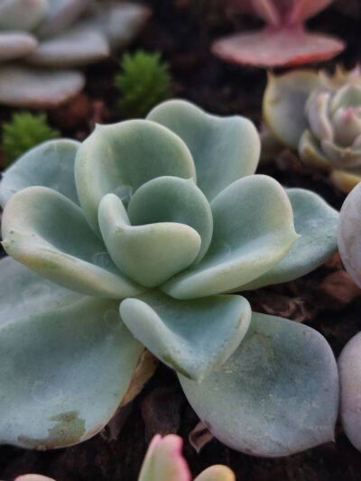Echeveria Orpet