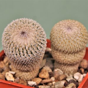 epithelantha-micromeris